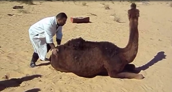 Dromedary camel found in the desert with difficulty getting up. At the abattoir, the animal showed aggressiveness (kicking). It became nervous when forced to cross an obstacle and showed the down and upwards movements of the head and teeth grinding. (Ahead of print - Video available in finalized issue)