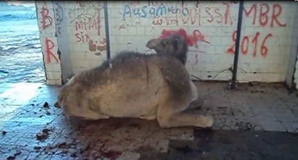 Dromedary camel waiting at the Ouargla abattoir for antemortem inspection. The animal shows down and upwards movements of the head and teeth grinding. (Ahead of print - Video available in finalized issue)