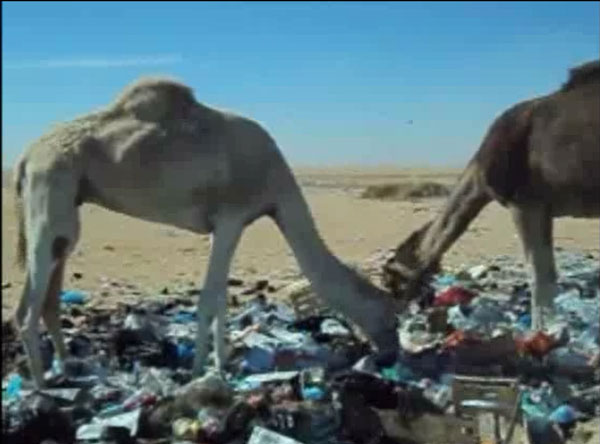 Dromedary camels gathering and scavenging the waste dumps in the desert near an oil extraction plant. (Ahead of print - Video available in finalized issue)