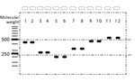 Thumbnail of Individual evaluation of multiplex PCR primers used to differentiate 6 species of Cronobacter spp. in a study of Cronobacter in common breast milk substitutes, Bogotá, Colombia, 2016. Lanes were used as guides for calculating the molecular weight of each band.