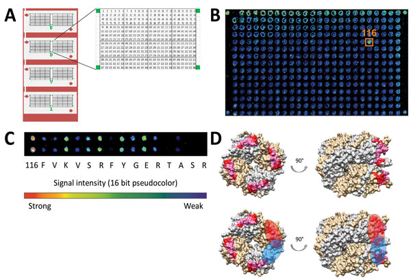 N protein (p40) peptide microarray–based epitope mapping of variegated squirrel bornavirus 1 from patient who died of limbic encephalitis, Germany, 2013. A) The N protein–based peptide microarray chip consists of 8 identical arrays composed of 360 15-mer peptides with an offset of 1 aa. Each subarray was bordered by biotin spots (green). B) Representative single-channel readouts from 1 subarray in 16-bit pseudocolor is given for the protein A–purified patient cerebrospinal fluid sample. Signals 