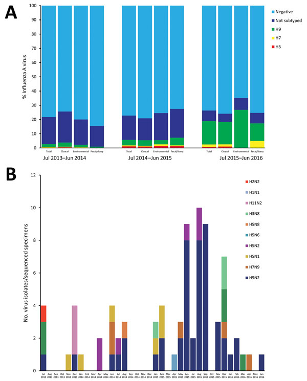 Influenza A virus detection in samples from live poultry markets, Wuxi, Jiangsu Province, China, 2013–2016. A) Proportion of H9, H7, and H5 subtype detection in cloacal swab, environmental swabs, and fecal/slurry samples; B) genetic classification and number of influenza isolates and sequenced specimens over time. Some could not be subtyped because of weakly positive laboratory results.