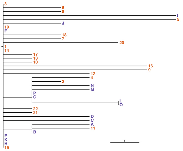 Phylogeny of outbreak isolates of Burkholderia stabilis strain CH16 from Switzerland based on high-quality single nucleotide polymorphisms (SNPs). This phylogeny of all sequenced outbreak isolates might represent a conservative estimate of SNP numbers. Given the large genome size and possible mismapping to repeats, it is difficult to determine the ultimate number of SNPs between samples. This phylogeny was confirmed using several parameters and manual checking of called SNPs. The root was arbitr