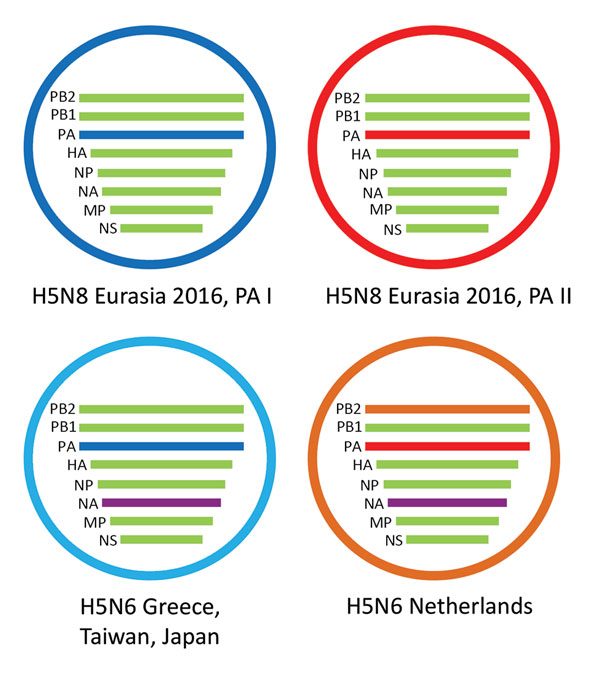 Schematic representation of the HPAI H5N6 reassortant virus detected in the Netherlands. Two variants of HPAI H5N8 were detected in 2016; they have different PA gene segments, called PA I and PA II. The novel virus evolved from H5N8 viruses having a PA II gene segment, but obtained both novel NA and PB2 gene segments. The H5N6 viruses detected in Greece, Japan, and Taiwan have evolved from H5N8 viruses that have a PA I gene segment and have a N6 segment similar to the virus detected in the Nethe