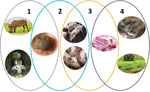 Thumbnail of The 4 epidemiologic cycles of African swine fever and main transmission agents. 1) Sylvatic cycle: the common warthog (Phacochoerus africanuus), bushpig (Potamochoerus larvatus), and soft ticks of Ornithodoros spp. The role of the bushpig in the sylvatic cycle remains unclear.  2) The tick–pig cycle: soft ticks and domestic pigs (Sus scrofa domesticus). 3) The domestic cycle: domestic pigs and pig-derived products (pork, blood, fat, lard, bones, bone marrow, hides). 4) The wild boar