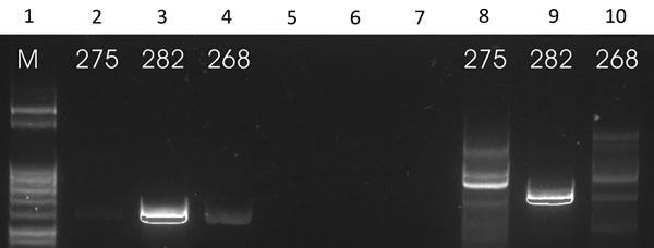 Results of HSP-70 PCR (16) on patient samples identified as belonging to the Leishmania infantum/donovani complex in study of leishmaniasis control programs in northern Syria. Lane 1, step marker; lanes 2–4, N fragment of L. donovani strain 275 and L. infantum strains 282 and 268; lanes 5–7, blank; lanes 8–10, T fragment of L. donovani strain 275 and L. infantum strains 282 and 268.