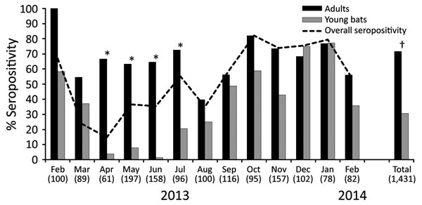 Marburg virus seropositivity in Egyptian rousette bats in Matlapitsi Cave, Limpopo Province, South Africa, 2013–2014. Numbers in parentheses indicate number of bats sampled per month. Bats &lt;1 year of age (young bats) represent the new generation of bats born mostly during the October–January birthing peak. Statistically significant differences in seropositivity between adult and young bats are noted over a period of 4 months, April–July 2013. *Significant difference (p = 0.0001) between adult
