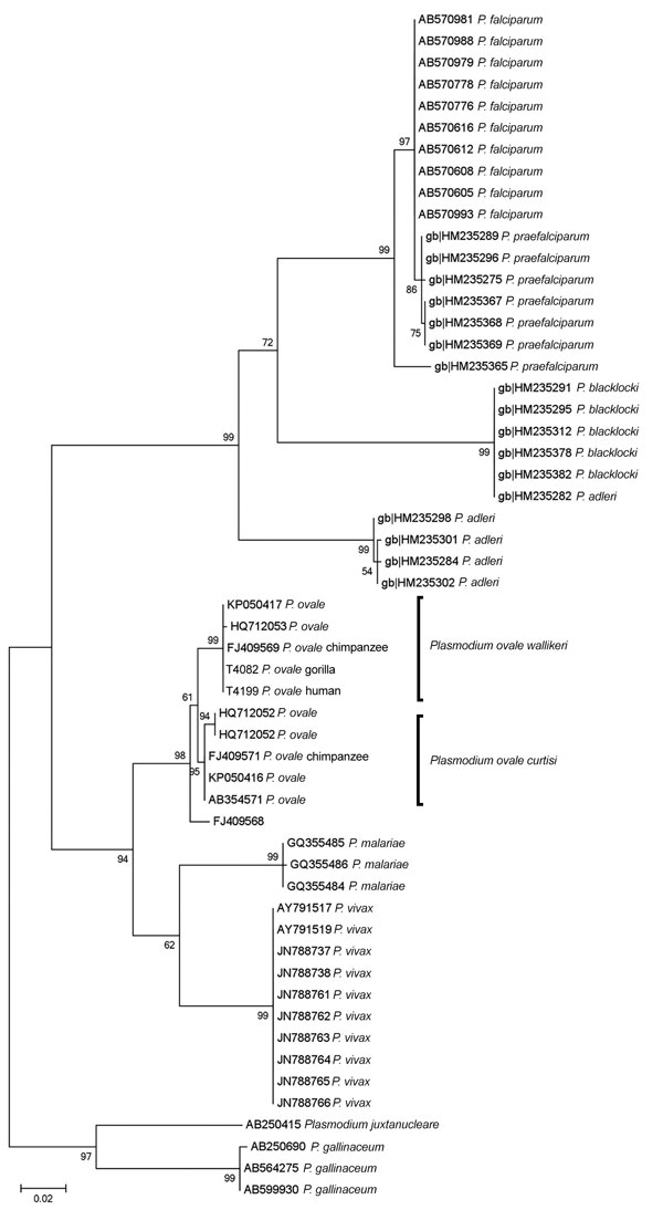 Maximum-likelihood phylogenetic trees of cytochrome C oxidase subunit 1 (cox1) gene (656-bp) sequences from African great apes and human Plasmodium sp. reference strains. GenBank accession numbers are indicated. Scale bar represents nucleotide substitutions per site.