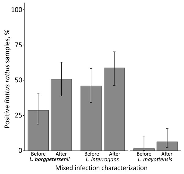 Proportion of Leptospira-positive Rattus rattus rat samples (n = 63) infected with L. borgpetersenii, L. interrogans, or L. mayottensis before and after characterizing mixed infections, Madagascar, 2013–2015. We initially genotyped R. rattus rat samples positive for Leptospira 16S rRNA by sequencing ≈300 bp of the lfb1 gene using standard primers and thermal profile (6). To characterize mixed infections, we used forward primers targeting the lfb1 locus of the different Leptospira species and the