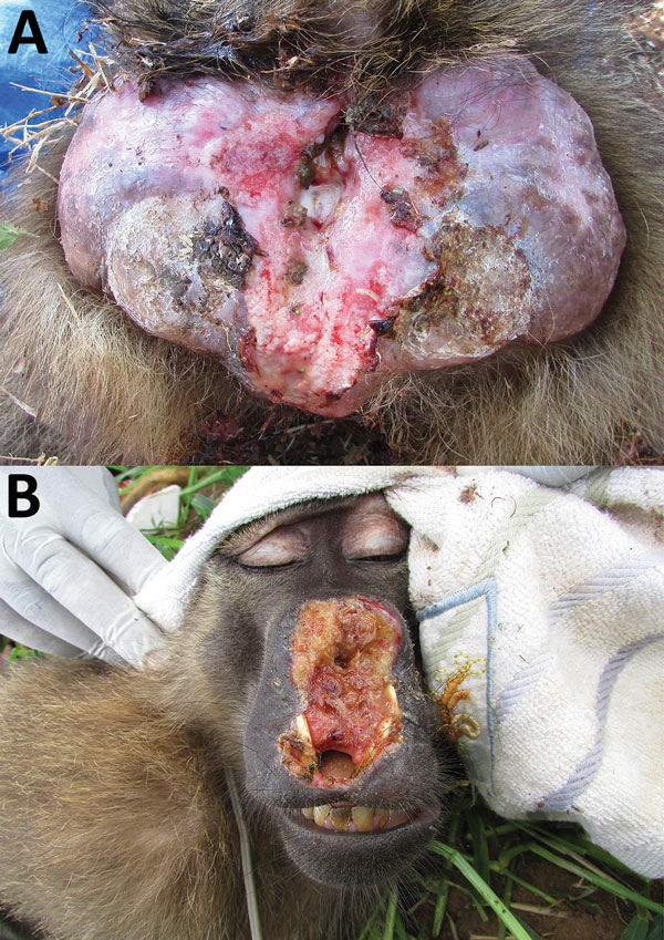 Treponema pallidum–induced clinical manifestations affecting olive baboons (Papio anubis), Tanzania. A). Lesions on the anogenital area of animal at Lake Manyara National Park. B) Facial lesions of animal at Tarangire National Park. Orofacial lesions were found only in olive baboons.