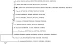 Thumbnail of Maximum-likelihood phylogenetic tree generated by using the general time-reversible model using discrete gamma distribution for a total of 2,308 bp of the gltA, htrA, ompB, and ompA genes concatenated from a few members of the genus Rickettsia. Diamond indicates isolate obtained from ticks in Mexico. Bootstrap values &gt;50% are indicated at the nodes (−In = −6514.38). Numbers in parentheses are GenBank accession numbers. Scale bar indicates nucleotide substitutions per site. NA, no