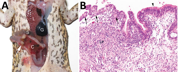 Invasive colonic entamoebiasis in wild cane toads (Rhinella marina), tropical Australia, 2014–2015. A) Toad with severe colonic amebiasis. The colon (C) has been opened to show intraluminal hemorrhagic content and blood clots. There is segmental full-thickness necrosis of the colon wall (white arrow). Lung (L), small intestine (S), and gall bladder (G) are annotated for perspective. B) Photomicrograph of colonic amebiasis. The affected segment of mucosal epithelium, which contains several amebae