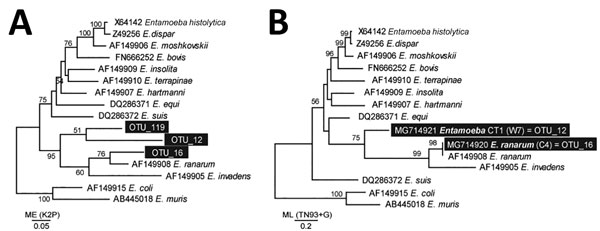 Phylogenetic inference of cane toad (Rhinella marina) Entamoeba SSU-rDNA sequences. Enatamoeba SSU-rDNA sequences obtained using environmental next-generation amplicon sequencing (A) and conventional amplification using Entamoeba-specific primers (B) were aligned with available representative SSU-rDNA sequences. Each sequence is accompanied by GenBank accession number and Entamoeba species name. New sequences are in black boxes. Bootstrap support values (500 replicates) are shown next to the bra