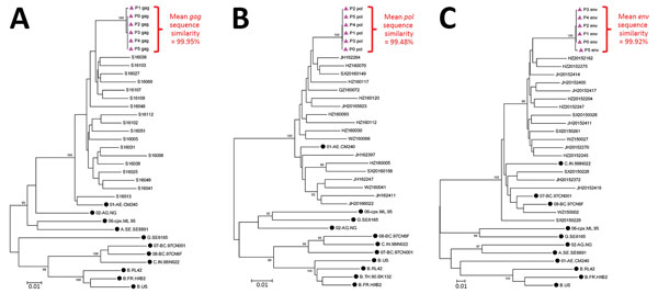 Phylogenetic trees showing relationships between HIV-1 gene sequences from index case-patient and 5 women infected during nosocomial HIV outbreak, Zhejiang Province, China, 2016–2017, and reference sequences. Bootstrap values &gt;90% only are shown for gag sequences (A), pol sequences (B), and env sequences (C). Black triangles indicates index case-patient (P0) and 5 women found to have HIV infection (P1–5); black dots indicate international reference sequences; Scale bars indicate nucleotide su