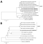 Thumbnail of Phylogenetic tree showing partial sequence of A) morbillivirus phosphoprotein and B) large protein genes of cetacean morbillivirus (CeMV) isolates found in stranded Guiana dolphins (Sotalia guianensis) from Rio de Janeiro, Brazil (bold), 2017, and those of other previously described morbilliviruses. Sendai virus was added as an outgroup. Trees were generated by the maximum-likelihood method (A) and neighbor-joining method (B); bootstrap values (1,000 replicates) are indicated at the