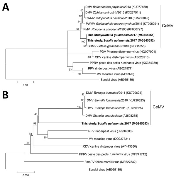 Phylogenetic tree showing partial sequence of A) morbillivirus phosphoprotein and B) large protein genes of cetacean morbillivirus (CeMV) isolates found in stranded Guiana dolphins (Sotalia guianensis) from Rio de Janeiro, Brazil (bold), 2017, and those of other previously described morbilliviruses. Sendai virus was added as an outgroup. Trees were generated by the maximum-likelihood method (A) and neighbor-joining method (B); bootstrap values (1,000 replicates) are indicated at the internal nod