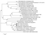 Thumbnail of Phylogenetic analysis based on full-length sequences of segment 2 in 2 EHDV serotype 1 isolates from Israel with global EHDVs and BTV-8 from GenBank. We analyzed 24 nucleotide sequences and inferred phylogenetic relationship by using the neighbor-joining method. Numbers below branches indicate bootstrap values. Recent isolates from Israel are marked with black circles. Viruses are identified by GenBank accession number, virus and serotype, 3-letter code of country (and additional in