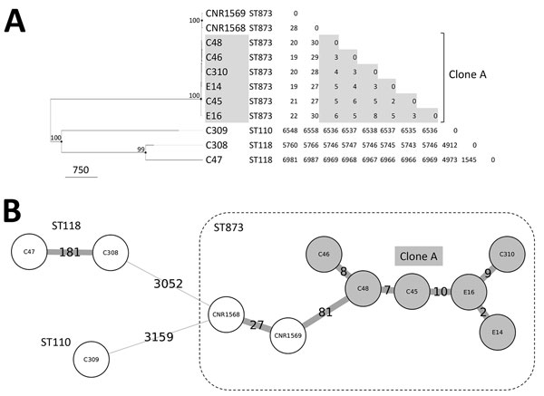 Whole-genome typing of Enterobacter cloacae complex isolates from nosocomial outbreak involving carbapenamase-producing Enterobacter strains, Lyon, France, January 12, 2014–December 31, 2015. A) Dendrogram inferred by the maximum-likelihood method on the basis of core genome SNPs. The node sizes are proportional to the bootstrap values; values &gt;80 are indicated. Scale bar indicates SNPs. The relatedness of the strains was determined by using &lt;15 variant sites as clonality criteria. B) Mini
