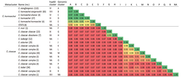 Average nucleotide identity calculated from BLAST (https://blast.ncbi.nlm.nih.gov/Blast.cgi) pairwise comparisons of ST873 genomes and 398 Enterobacter cloacae complex genomes in study of nosocomial outbreak involving carbapenamase-producing Enterobacter strains, Lyon, France, January 12, 2014–December 31, 2015. NA, nonattributed.