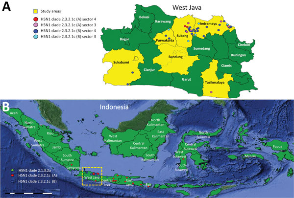 Locations of sampling areas and of different hemagglutinin (HA) clades in study of avian influenza A(H5N1) viruses circulating in Indonesia, 2015–2016. A) West Java Province; B) location of province in Indonesia (box). Data were compiled from this study and additional sequence data of Directorate General for Livestock Services, the Indonesian Ministry of Agriculture, and submitted to GenBank (accession nos. EPI1009273–463).