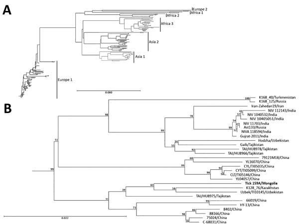 Phylogenetic characterization of partial small (S) segment sequence of Crimean-Congo hemorrhagic fever virus (CCHFV) isolate from tick pool 159A, Mongolia, 2013–2014. Near full–length CCHFV S segments from GenBank were aligned with the S segment sequence from tick pool 159A and a phylogenetic tree was generated. A) Genetic clusters are displayed as previously described (23). B) Detailed view of phylogenetic tree of Asia 2 lineage. S segment of the CCHFV isolate from this study (tick 159A/Mongoli