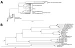 Thumbnail of Phylogenetic characterization of full-length medium (M) segment sequence of Crimean-Congo hemorrhagic fever virus (CCHFV) isolate from tick pool 159A, Mongolia, 2013–2014. Full-length and near full–length CCHFV M segments from GenBank were aligned with the M segment sequence of tick pool 159A and a phylogenetic tree was generated. A) M segment lineages weakly cluster by geographic location. B) Detailed view of phylogenetic tree cluster including the isolate from this study (tick 159