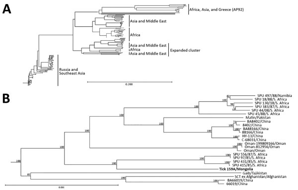 Phylogenetic characterization of full-length medium (M) segment sequence of Crimean-Congo hemorrhagic fever virus (CCHFV) isolate from tick pool 159A, Mongolia, 2013–2014. Full-length and near full–length CCHFV M segments from GenBank were aligned with the M segment sequence of tick pool 159A and a phylogenetic tree was generated. A) M segment lineages weakly cluster by geographic location. B) Detailed view of phylogenetic tree cluster including the isolate from this study (tick 159A/Mongolia; b