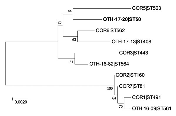 Phylogenetic analysis of Corynebacterium diphtheriae isolate from a 23-year-old man who died from diphtheria (OTH-17-20; bold) and 9 other isolates collected from hospitals in Singapore during 2013–2017. The tree was constructed by using 7 concatenated housekeeping gene sequences corresponding to the C. diphtheriae multilocus sequence typing scheme (https://pubmlst.org/cdiphtheriae/). Sequences were extracted from whole-genome sequences of each isolate. Concatenated sequences were aligned by usi