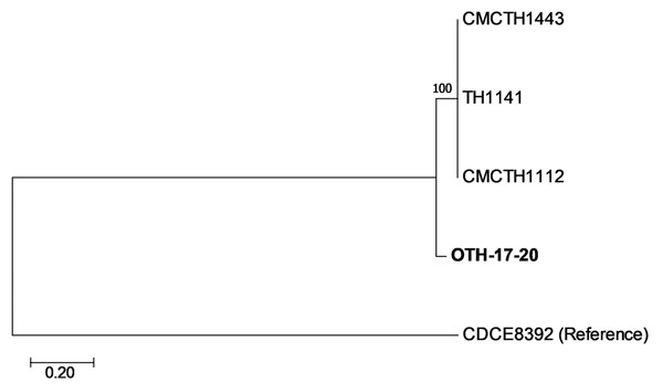 Core-genome single-nucleotide polymorphism (SNP) phylogeny of Corynebacterium diphtheriae isolate from a 23-year-old man who died from diphtheria (OTH-17-20; bold) and 4 publicly available ST50 genomes (TH1141, GenBank accession no. GCA_001723455.1; CMCTH1443, accession no. GCA_001981275.1; CMCTH1112, accession no. GCA_001981275.1; and CDCE8392, accession no. GCA_000255215.1) of isolates collected from hospitals in Singapore during 2013–2017. Phylogeny was deduced by alignment with Parsnp (http: