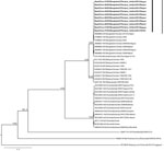 Thumbnail of Phylogenetic tree of Nipah viruses from bats in Bangladesh (bold) compared with other henipaviruses, generated from full-genome sequences. Tree was constructed by using a maximum-likelihood approach, and robustness of nodes was tested with 1,000 bootstrap replicates. Sequences are labeled according to the following ordination: GenBank accession number or isolate identification number/virus type/country/host/year/strain. Numbers along branches are bootstrap values. Scale bar indicate