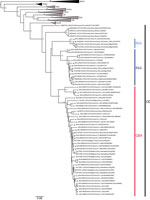 Thumbnail of Phylogenetic tree constructed using the maximum-likelihood approach based on the complete small-segment RNA nucleotide coding sequences of representative Puumala virus (PUUV) strains detected in human cases in France, 2012–2016 (circles), and on those published and representative of PUUV strains detected in Europe. Diamonds indicate sequences of strains detected in rodents as reported elsewhere (7,8). Bootstrap percentages &gt;70% (from 1,000 resamplings) are indicated at each node;