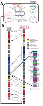 Thumbnail of Genetic characterization of RDEx444, a strain of Escherichia coli serotype O80:H2 isolated in France in February 2016 and involved in hemolytic uremic syndrome with bacteremia, carrying both intestinal and extraintestinal virulence factors associated with (multidrug-resistance determinants (A) and genetic comparison between plasmid pS88 and mosaic plasmid pR444_A (B). A) Four circularized contigs (chromosome of 5,256,050 bp and the 3 plasmids pR444_A [176,500 bp], pR444_B [117,090 b