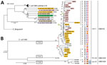 Thumbnail of Phylogeny of 36 Escherichia coli serogroup O80 strains isolated from various sources and countries in Europe during 1998–2016 and their relationship to major enterohemorrhagic E. coli lineages. General phylogenic tree rooted on E. fergusonii (GenBank accession no. NC_011740), showing (A) the position of O80 strains among major enterohemorrhagic E. coli lineages (O157:H7 EDL933 NC_002655.2, O26:H11 11368 NC_013361.1, O111:H- 11128 NC_013364.1, O103:H2 12009 NC_013353.1, O55:H7 2013C-