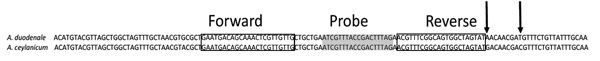 Partial internal transcribed spacer 2 (ITS2) sequences of Ancylostoma duodenale and A. ceylanicum hookworms. Boxes indicate the location of forward and reverse primer binding; gray shading indicates the location of probe binding. These regions of the A. duodenale and A. ceylanicum ITS2 are identical. The locations where the ITS2 sequences differ (arrows) fall outside of the primer and probe binding regions.