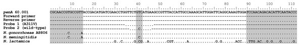Sequence alignment showing the expected 112-bp PCR product for the PCR to detect Neisseria gonorrhoeae FC428 strain. PenA type 60.001 is provided as the reference sequence. Gray indicates the primer targets and the 311 codon within the probe target sequences. The penA sequences from the N. gonorrhoeae A8806, N. meningitidis, and N. lactamica isolates that cross-reacted with the FC428 PCR are also provided.