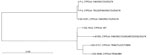 Thumbnail of Unrooted phylogenetic tree based on whole-genome sequencing of 2 patient isolates (P-1 and P-3) and 5 reference strains to highlight relatedness between Aspergillus fumigatus isolates, Denmark, 2018. We inferred relatedness by using FastTree version 2.1 (7) based on a 77.69% core genome. Whole-genome sequencing identified 41 single-nucleotide polymorphism (SNP) differences between P-1 and P-3. We observed subtle differences (&lt;5,000 SNPs) between unrelated patient isolate SSI-5197