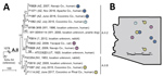 Thumbnail of Phylogeny and geographic distribution of Francisella tularensis isolates, Arizona, 2005–2017. A) Maximum-parsimony tree of 14 F. tularensis subsp. tularensis A.II isolates from humans and other mammals constructed by using single-nucleotide polymorphisms (SNPs) discovered by whole-genome sequencing. The tree is rooted on A.I strain Schu S4. Scale bar indicates number of SNPs. Numbers along branches also indicate the number of SNPs the branches represent. Closely related isolates are