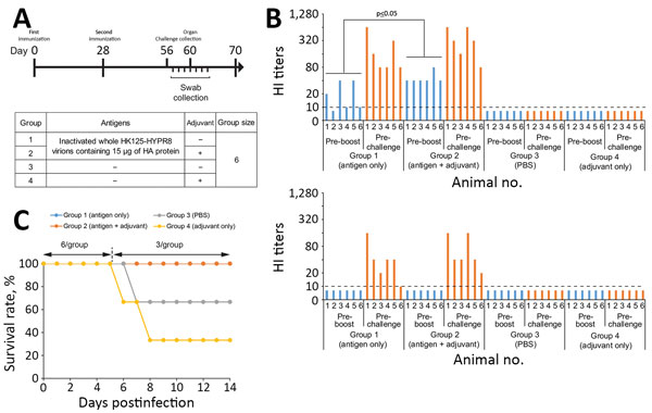 Study design, HI titers after vaccination, and survival rates of vaccinated and nonvaccinated ferrets challenged with highly pathogenic influenza A(H7N9) virus. A) Study design. Six ferrets per group were immunized with inactivated whole HK125–HYPR8 virions containing 15 μg of HA protein without (group 1) or with adjuvant (group 2); control animals were vaccinated with PBS (group 3) or adjuvant (group 4). Animals were vaccinated intramuscularly twice 28 days apart. Twenty-eight days after the se