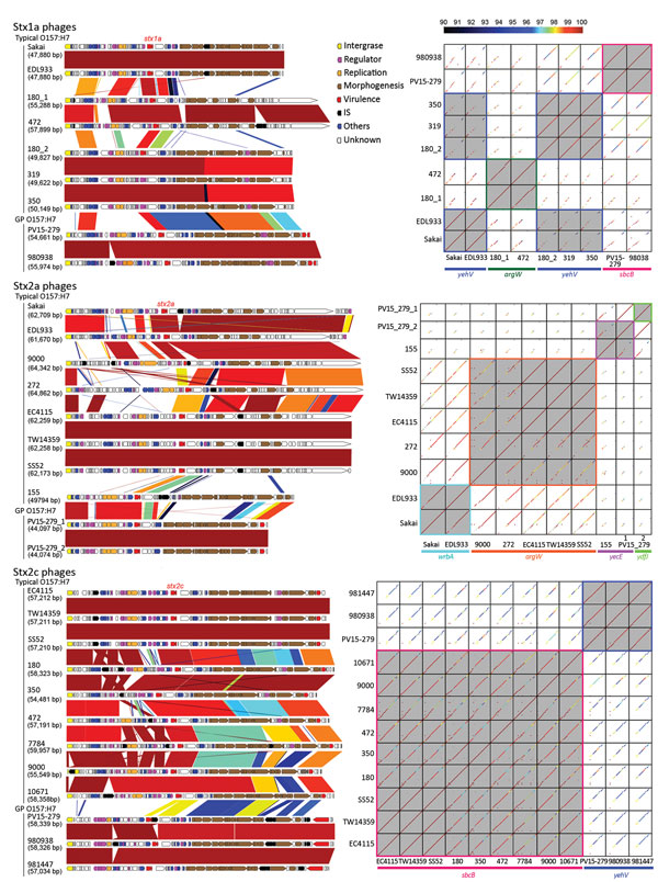 Genome comparisons of Stx phages from the study of Stx–producing E. coli O157:H7. The results of the comparison of the genome structure (right) and dot-plot sequence comparisons (left) of the Stx phages are shown. Sequence identities are indicated by different colors. In the dot-plot matrices, phages integrated in the same integration sites are highlighted by gray shading and colored frames. GP,  β-glucuronidase–positive; IS, insertion sequence.