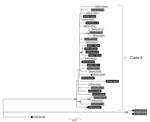 Thumbnail of High-quality single-nucleotide polymorphism–based phylogenetic tree of clinical and retail meat isolates of Salmonella enterica serotype Infantis with pulsed-field gel electrophoresis pattern JFXX01.0787 collected in the United States and submitted to the National Antimicrobial Resistance Monitoring System for whole-genome sequencing. Tree tips are labeled with National Center for Biotechnology Information accession numbers (sequence read archive run identification numbers); shading