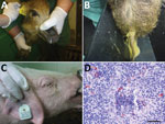 Thumbnail of Clinical signs observed in wild boar and pigs and small ruminant morbillivirus (formerly called peste des petits ruminants virus; PPRV) antigen detection in a pig tonsil in experimental study of PPRV transmission, Germany. A) Purulent nasal discharge in wild boar 4 at 8 days after infection; B) diarrhea in wild boar 4 at 7 days after infection; C) swollen eyelids in pig 3 at 10 days after infection; D) PPRV antigen (red) in the tonsil of pig 1 at 30 days after infection (≈22 days af