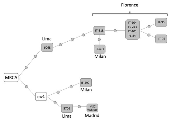 Median-joining network of whole-genome sequenced isolates of strain C8-LPMDR found in Italy, Peru, and Spain, 2007–2017. Network 4.6.1.6 (http://www.fluxus-engineering.com) was used to perform network analysis. Each dot along the lines linking isolates corresponds to a single-nucleotide polymorphism difference. Isolates within the same box share identical sequences. Mv1 corresponds to an unsampled case inferred from the network topology. Sequences were deposited in the European Bioinformatics In