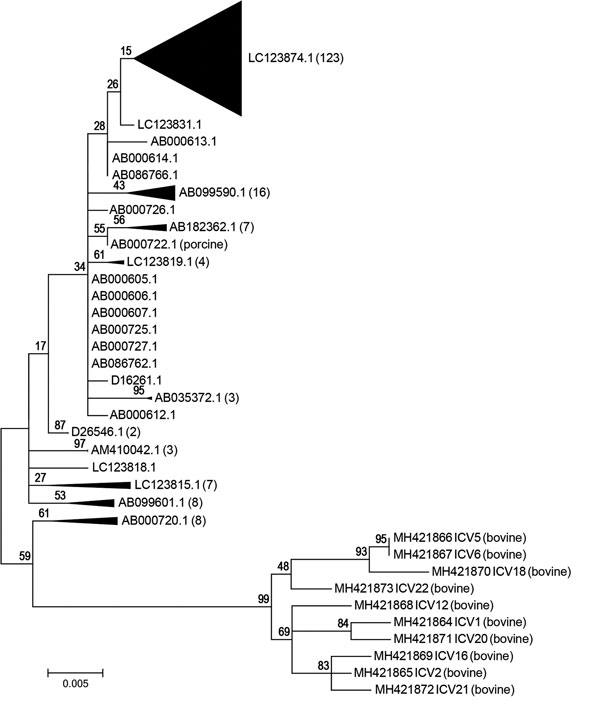 Phylogenetic tree of 10 bovine ICV isolates compared with 1 porcine and 195 human ICV isolates (not labeled), United States. Some subtrees containing only human isolates were collapsed to decrease the size of the image. A representative taxon identification number for each collapsed subtree is shown with the number of taxa in the subtree in parentheses. The percentage of trees in which the associated taxa clustered together is shown above the branches. The tree with the highest log likelihood is