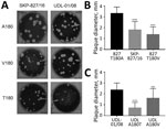 Thumbnail of Plaque phenotype of influenza A(H9N2) viruses in UDL-01/08 and SKP-827/16 A/T/V180 variants in MDCK cells. A) Plaque morphology of wild-type UDL-01/08 (containing A180) and SKP-827/16 (containing T180) viruses and variants containing A/T/V180 substitutions. B, C) 30 plaques were selected for each virus, and ImageJ software (https://imagej.nih.gov/ij) was used to measure plaque diameter. Comparisons were conducted between viruses of the same hemagglutinin backbone with different subs