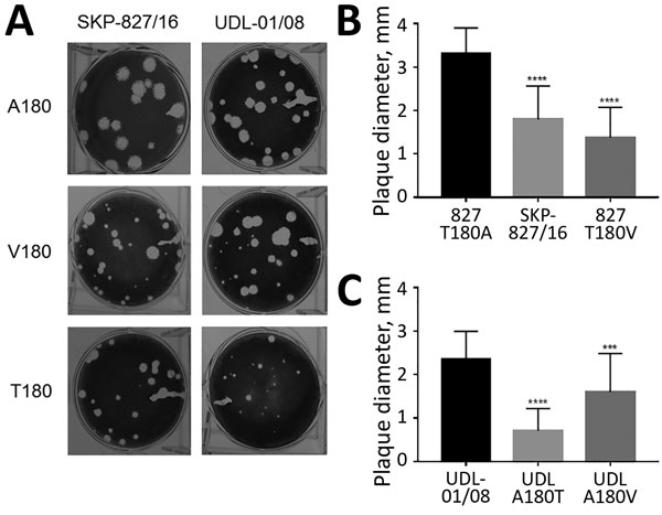 Plaque phenotype of influenza A(H9N2) viruses in UDL-01/08 and SKP-827/16 A/T/V180 variants in MDCK cells. A) Plaque morphology of wild-type UDL-01/08 (containing A180) and SKP-827/16 (containing T180) viruses and variants containing A/T/V180 substitutions. B, C) 30 plaques were selected for each virus, and ImageJ software (https://imagej.nih.gov/ij) was used to measure plaque diameter. Comparisons were conducted between viruses of the same hemagglutinin backbone with different substitutions (A/