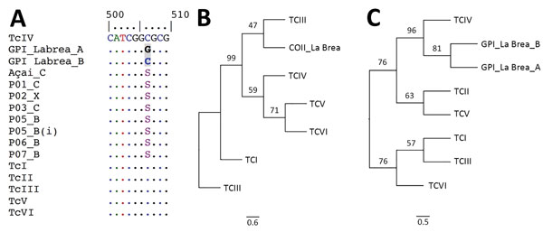 Comparison of Trypanosoma cruzi açaí juice samples and Chagas disease patient blood samples, Brazilian Amazon. A) Alignment of GPI sequences from açaí juice samples and patient blood samples. B–C) Phylogenetic position of T. cruzi responsible for the 2017 Chagas disease outbreak in the Brazilian Amazon, based on the cytochrome oxidase subunit II gene sequences (best-fit model: Hasegawa-Kishino-Yano) and on the GPI gene sequences (best-fit model: Kimura 2-parameter). The following standard strain