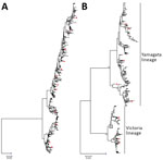 Thumbnail of Neighbor-joining phylogenetic inference of near-complete hemagglutinin protein of influenza A(H3N2) (A) and influenza B (B), Hong Kong, China, 1996–2012. Pairwise protein sequence distances were calculated using a Poisson model. Blue squares denote ancestral influenza strains: influenza A(H3N2), A/Hong Kong/1/1968, GenBank accession no. CY044261; influenza B, B/Lee/1940, accession no. CY115111. Red squares denote recommended vaccine strains; for clarity, only those used in Figures 3