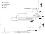 Thumbnail of Maximum-likelihood phylogenetic tree of amino acid sequences of coding sequences of human pegivirus 2 strains from Vietnam compared with global strains and other pegiviruses. We used the general matrix with empirical amino acid frequencies, a gamma distribution of 4 rates, and invariant sites, as suggested by IQ TREE (http://www.iqtree.org), to reconstruct the phylogenetic trees. We assessed support for individual nodes using a bootstrap procedure of 10,000 replicates. Scale bar ind