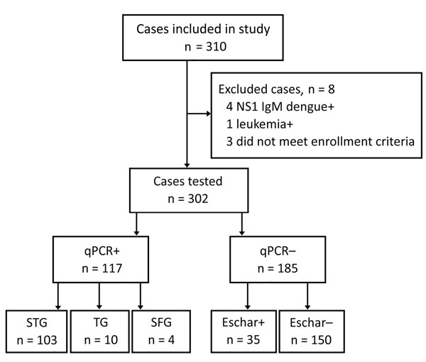Enrollment flow, qPCR results, and presence of eschar among enrollees in study of rickettsial patients, Vietnam, March 2015–March 2017. NS1, nonstructural protein 1; qPCR, quantitative PCR; SFG, scrub typhus group; SFG, spotted fever group; STG, scrub typhus group; +, positive; –, negative.