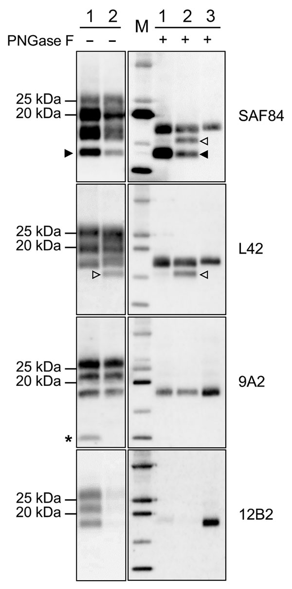 Characterization of PrPres fragments from moose (Alces alces) in Europe by epitope mapping. Mapping with mAbs spanning the whole prion protein enabled the analysis of PrPres in moose samples before (PNGase F–) and after deglycosylation (PNGase F+), based on presence or absence of the epitopes and apparent molecular weight. Solid arrowheads indicate C-terminal fragment of ≈13 kDa fragment (present in both samples and detected with SAF84 mAbs). Open arrowheads indicate C-terminal fragment of ≈16 k